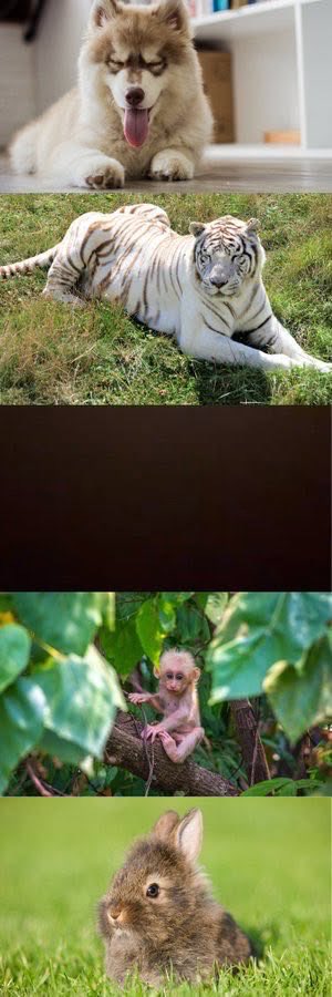 WALLPAPER tweet media