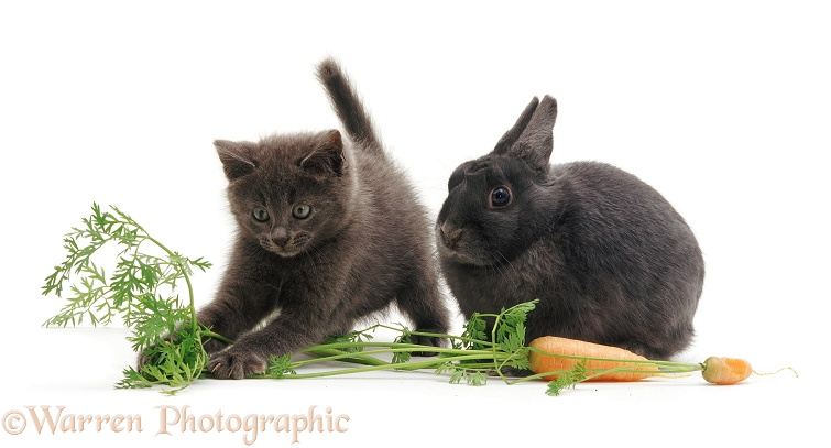 bunbunstink's tweet image. playdate!!! #bunny #kitty