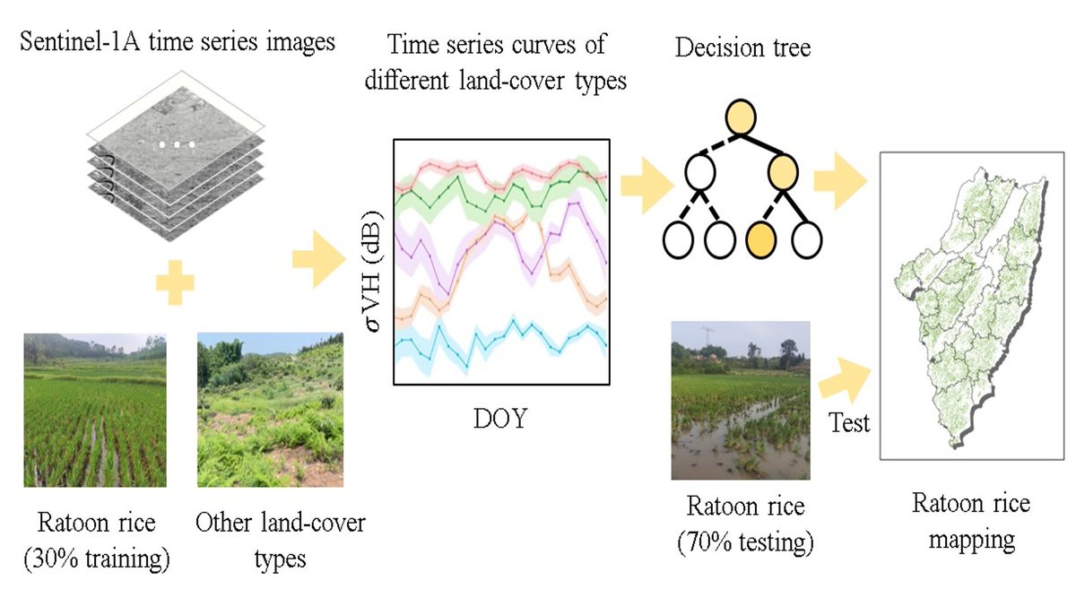 RemoteSens_MDPI's tweet image. 🌾🌾 Mapping Ratoon #Rice Fields Based on #SAR #TimeSeries and #Phenology Data in #Cloudy Regions

✍️ Yuechen Li et al.
🔗 brnw.ch/21x0Avl