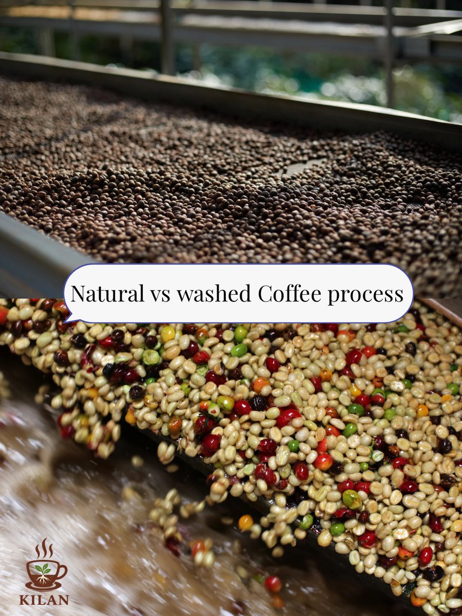 CofeeKilan's tweet photo. Natural vs washed coffee (quick guide):
• Natural = often fruit-forward 🍓
• Washed = clean + bright 🍋

Processing changes flavor more than most people think.
Save this for later. ☕️
#CoffeeEducation #SpecialtyCoffee https://t.co/3NECXMAVR4