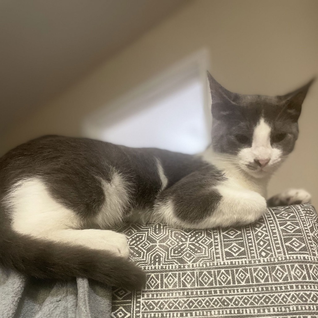 Ruff Start Rescue tweet media