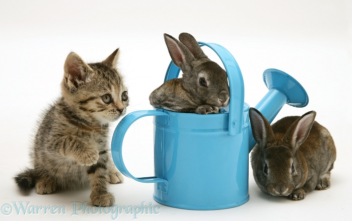 bunbunstink's tweet image. playdate!!! #bunny #kitty