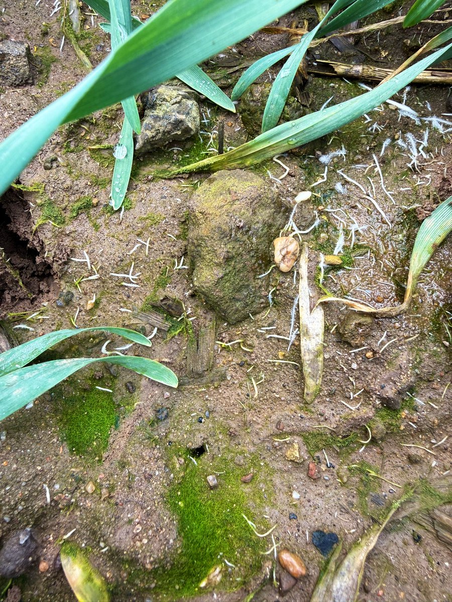 Liam Pearce tweet media