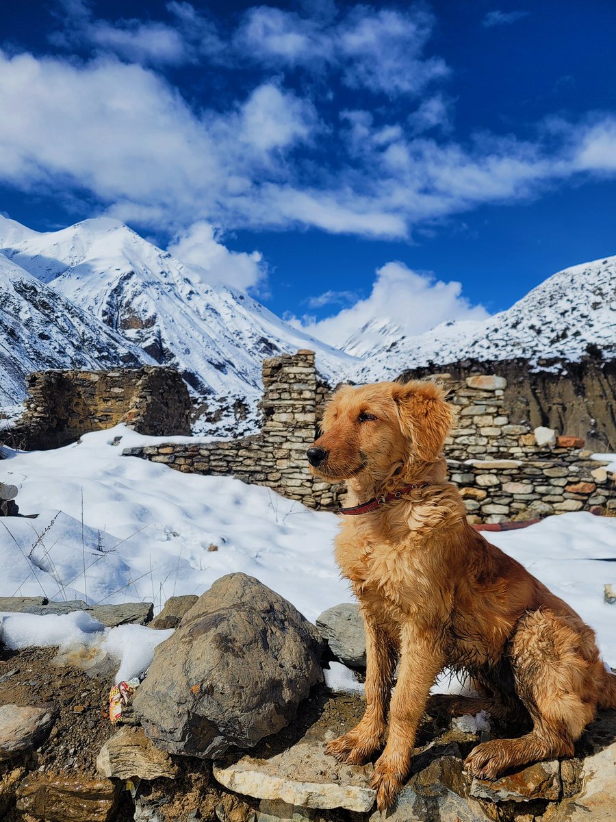 EarthTrek's tweet photo. Among the World’s Most Popular Treks- Annapurna Circuit, Nepal

For booking information, E-mail:-info@travelandtreknepal.com 
WhatsApp:-+977-9856026510
#AnnapurnaCircuit #TrekkingNepal #HimalayanAdventure #VisitNepal #AdventureTravel  #Himalayas #NepalTourism #TrekkingExperience https://t.co/LMWkW0Byc2