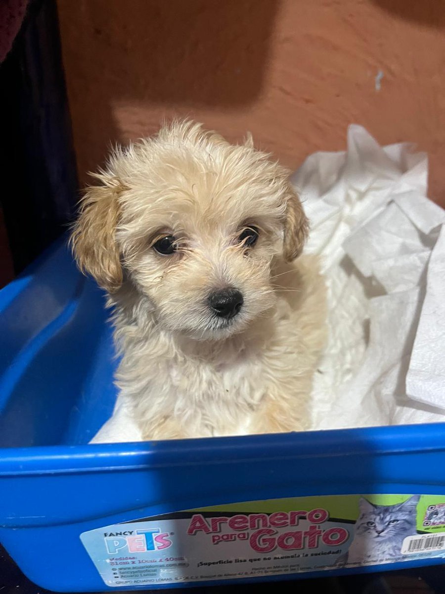 Ari Arciniega tweet media