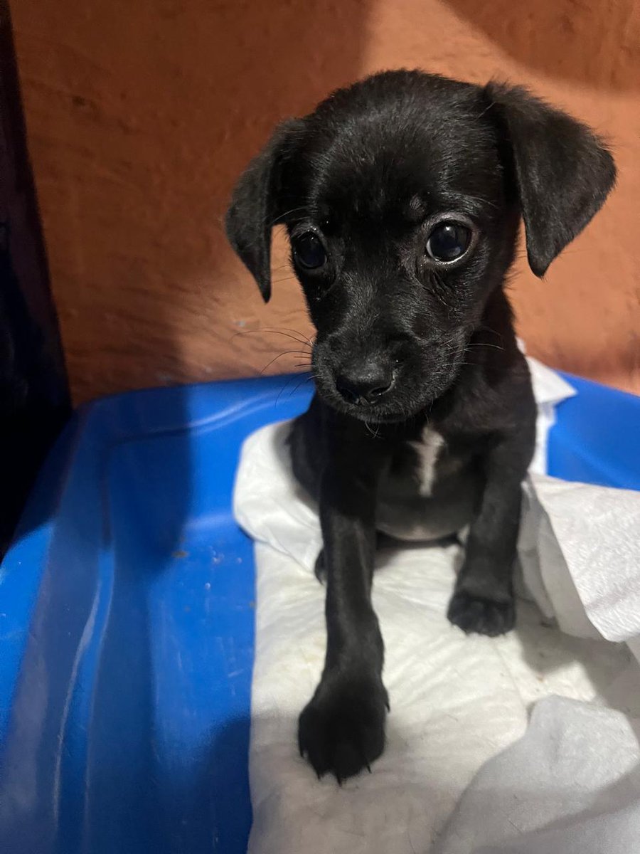 Ari Arciniega tweet media