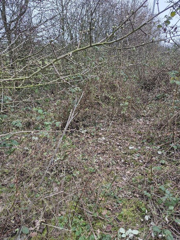 BBullrushes's tweet photo. Set off armed with shears &amp; a long hook to finish litterpicking this section of hedgerow.  3 sacks of rubbish, a computer keyboard, power cable &amp; mouse, shoes, plastic wrappers and of course a traffic cone buried in the brambles!  #LoveWhereYouLive #NotABin @Litterwatch1 #Derby https://t.co/dcEvaMHbCt