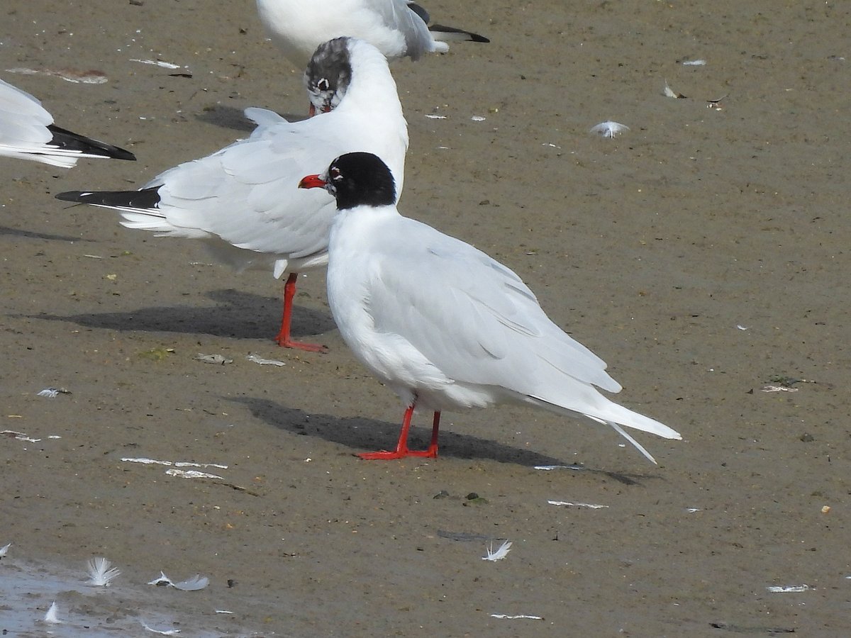 Dave Boult tweet media