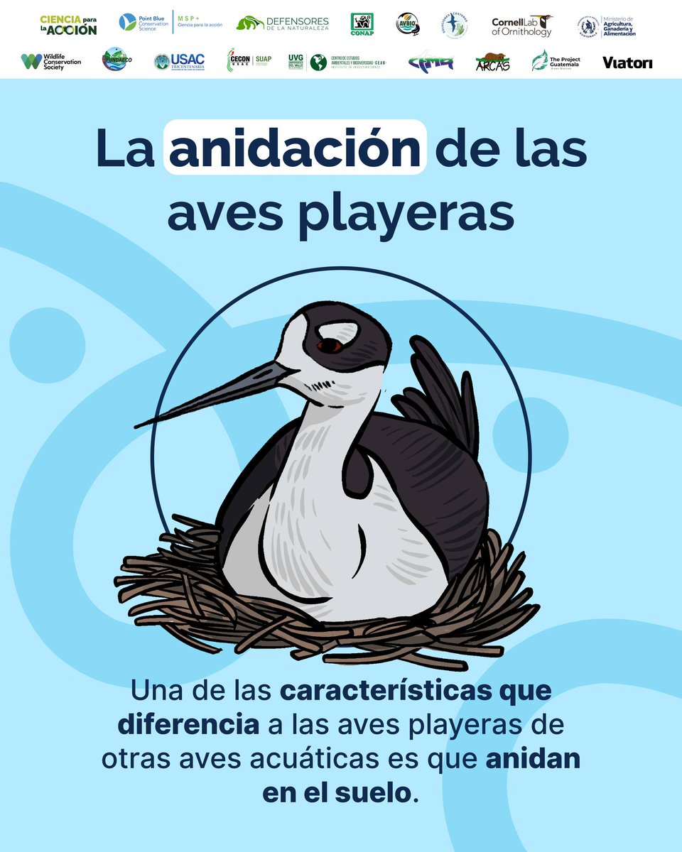 WCS Mesoamérica y el Caribe tweet media