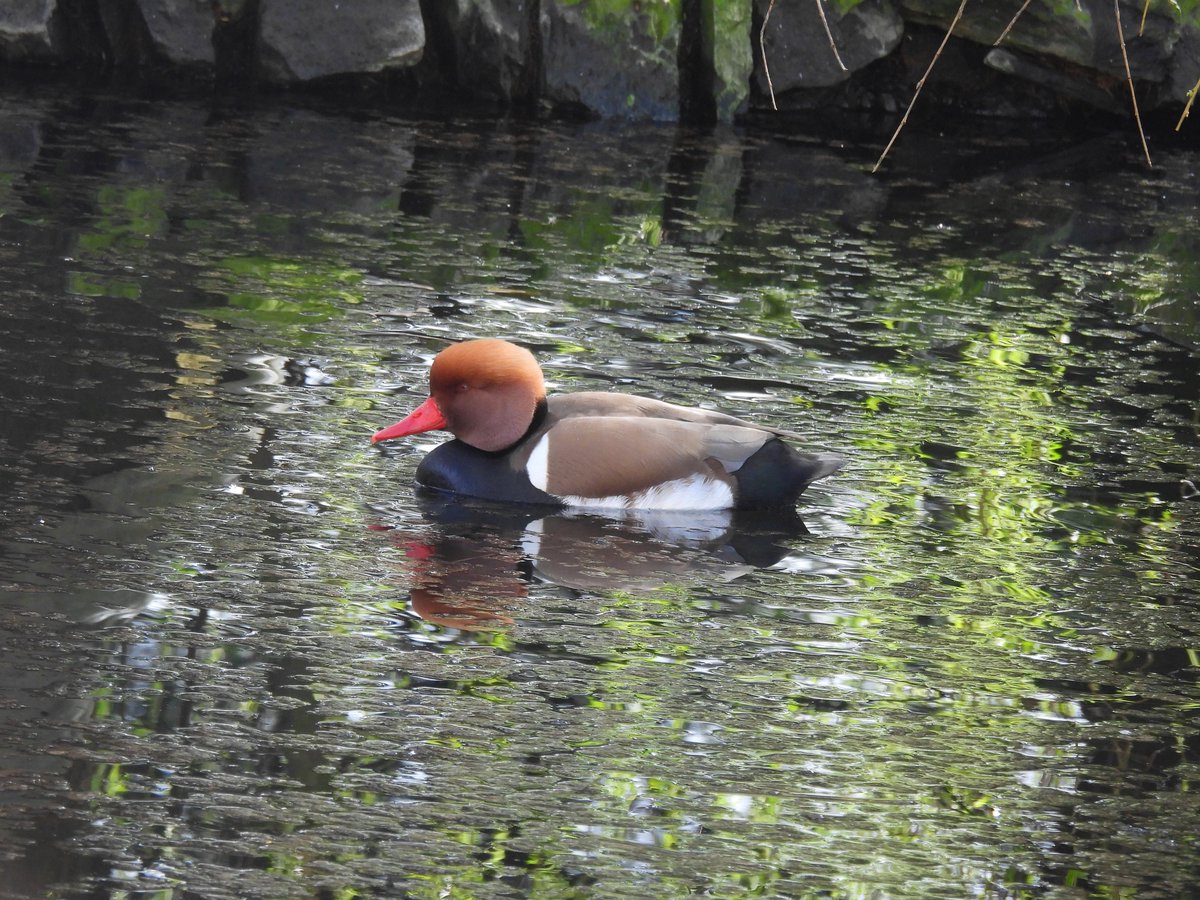 Dave Boult tweet media