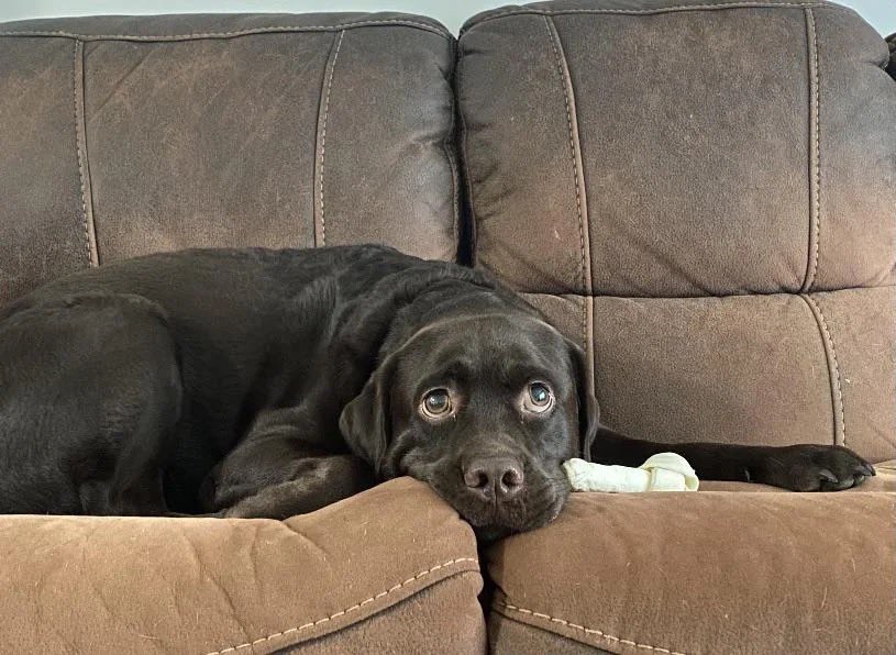 WeRateDogs tweet media