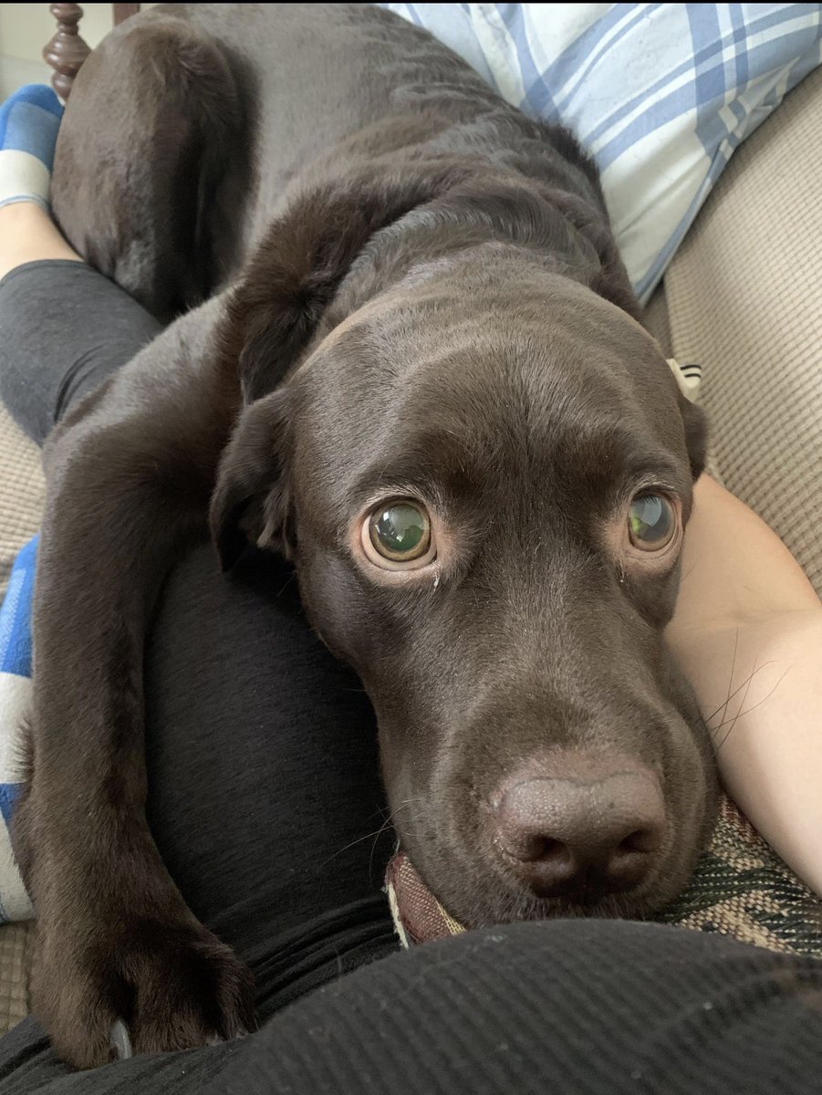 WeRateDogs tweet media