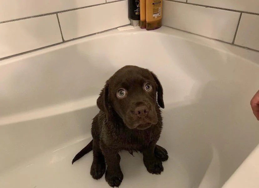 WeRateDogs tweet media