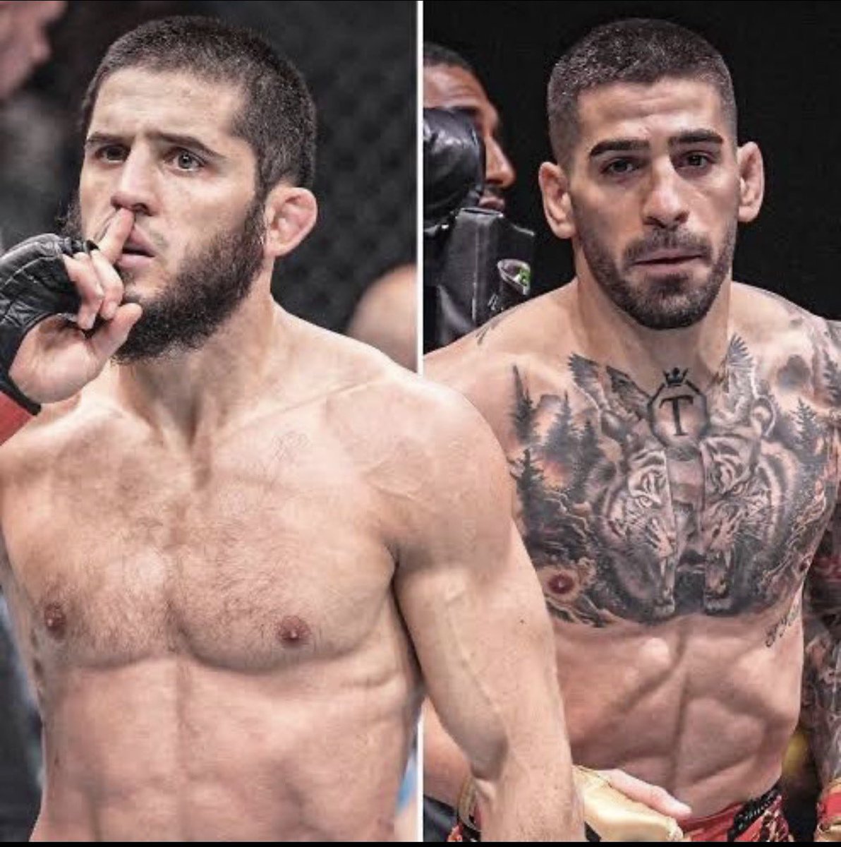 Chicken King MMA tweet media