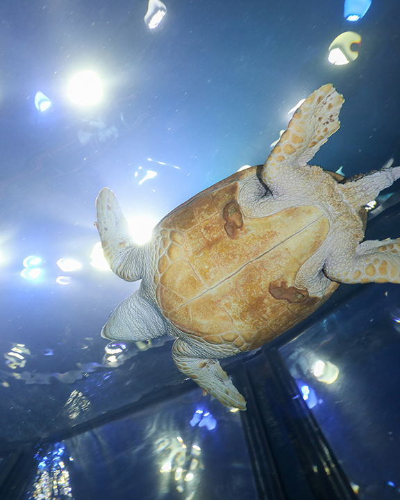 New England Aquarium tweet media