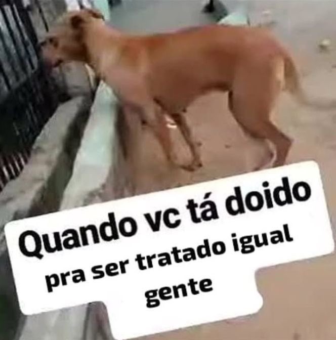 dj buceta tweet media