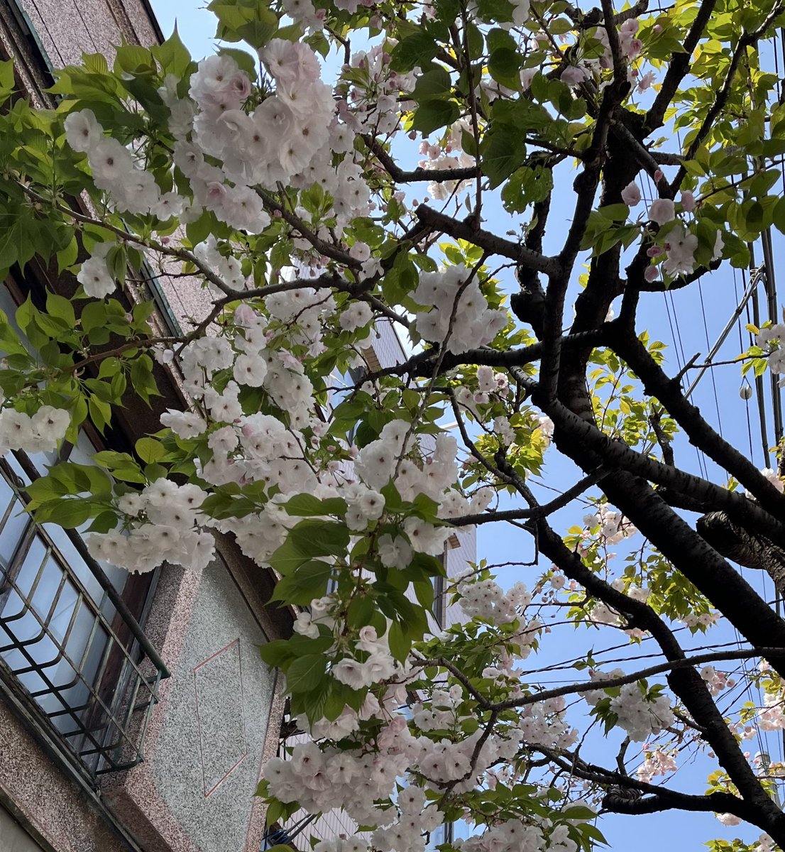 うまさんぽ展🐴 tweet media