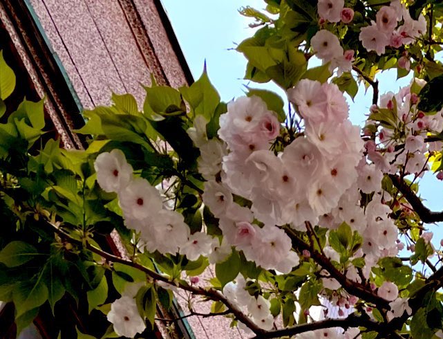 うまさんぽ展🐴 tweet media