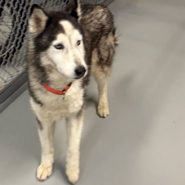 Addison Police tweet media