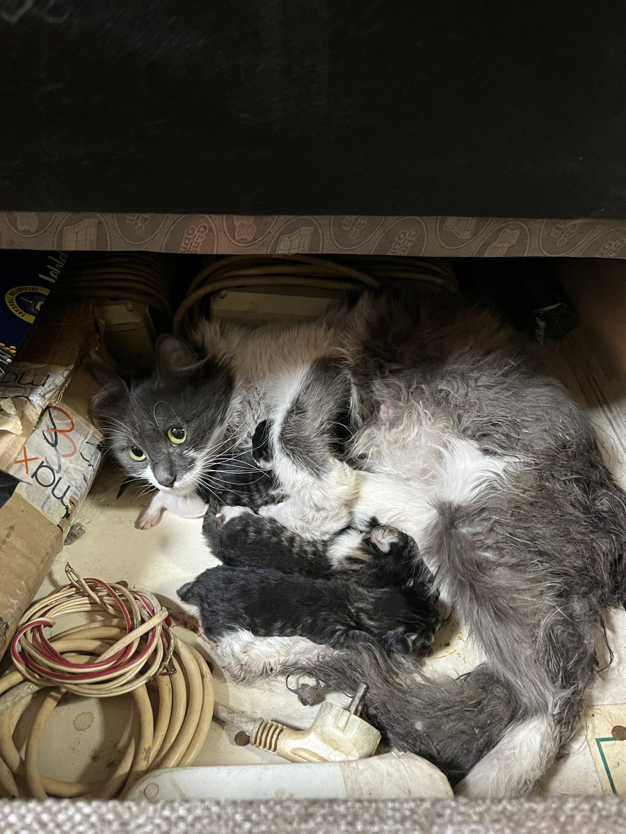 bsratpal's tweet photo. Bebişlerimiz doğduu 🥹 #kedi https://t.co/VpAOL1Nda7