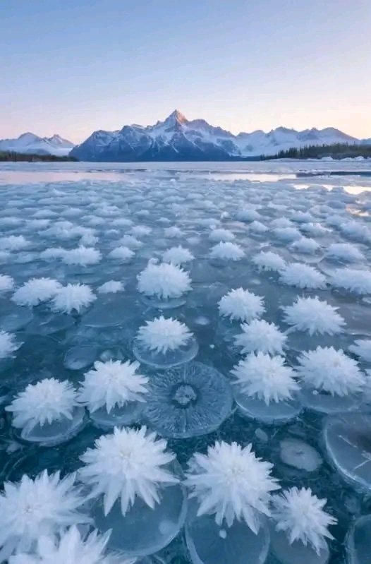Beautiful frost flowers (Ice Flowers) in Norway ❄️🇳🇴 

This rare natural phenomenon, known as "ice flowers," occurs in extremely cold conditions.