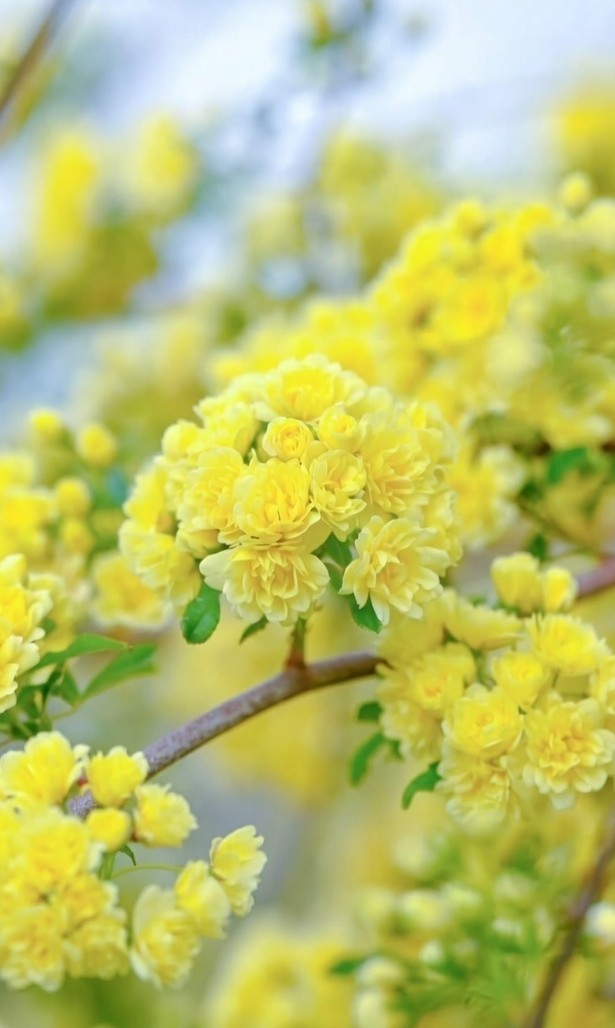 My Flower choice ❀
Yellow Banksia Rose
Japan

Morning Blessing

As morning opens its pale gold light.
May your first breath carry quiet strength
May your steps feel guided, even if the path is ordinary.

May small moments reveal themselves as sacred.

May strength and grace walk