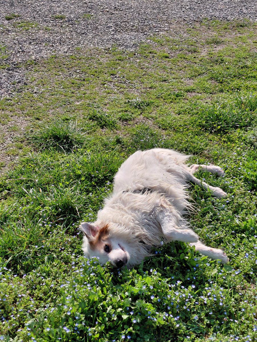 Il signore delle GIF tweet media