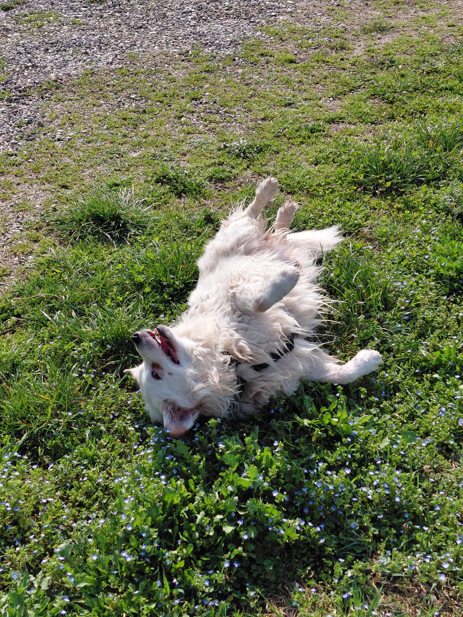 Il signore delle GIF tweet media