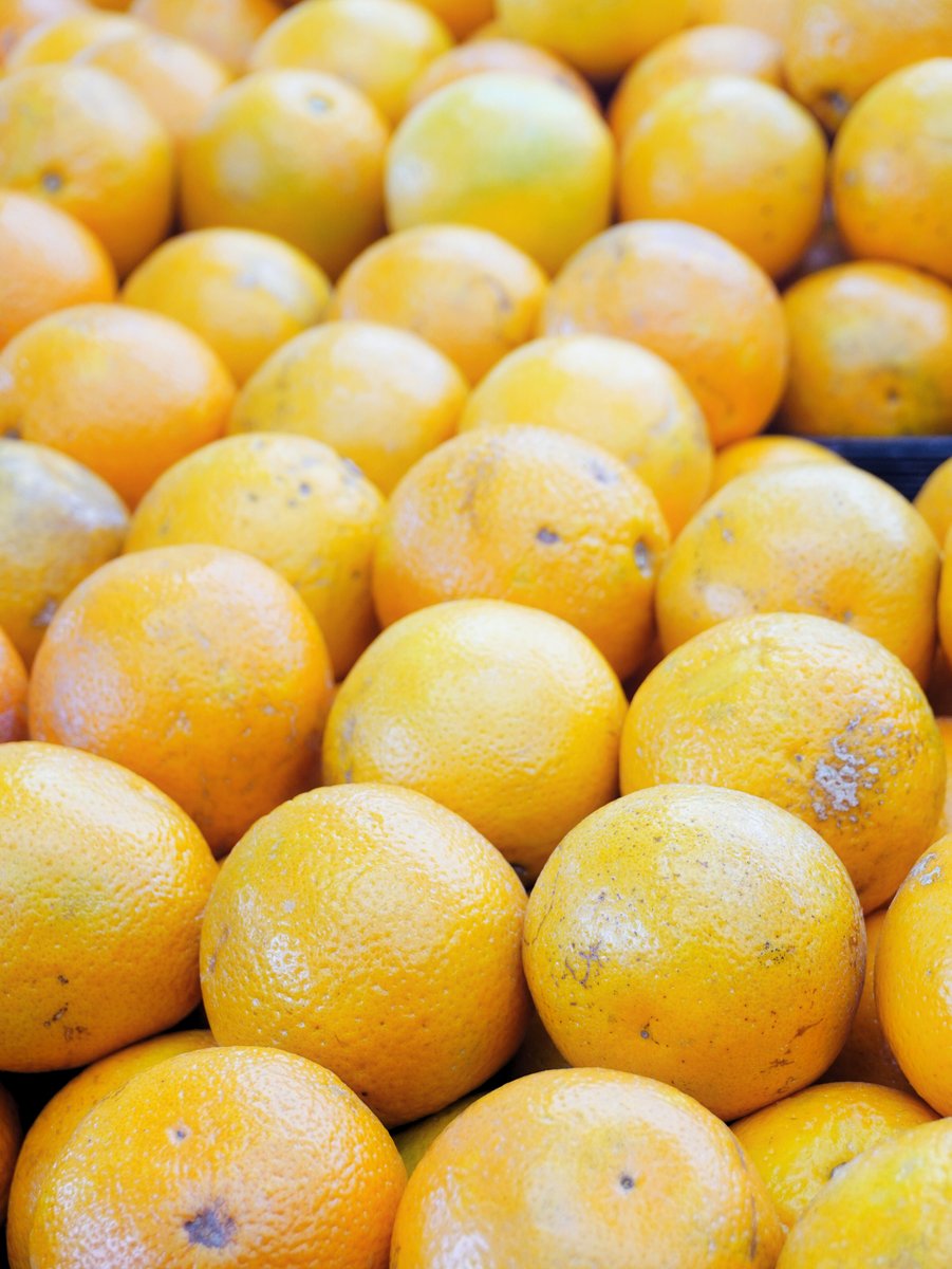 Pretty scarring across these Texas juicing oranges 🍊 Natural markings are common with fruit grown for juicing. Inside is bright citrus flavor and plenty of juice for the glass. On display and ready to squeeze. #TexasOranges #JuicingOranges #FreshCitrus #CitrusSeason #ProduceLife