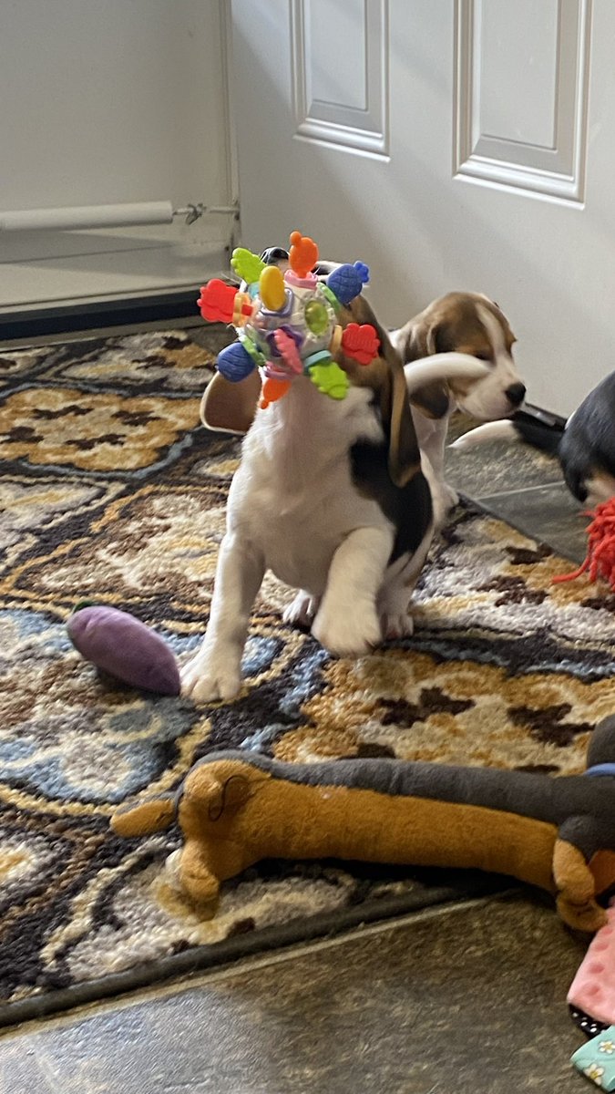 🌊Lilibet🪼 tweet media