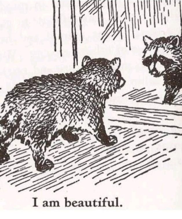 Why you should have a Raccoon (@shouldhaveracc) on Twitter photo 