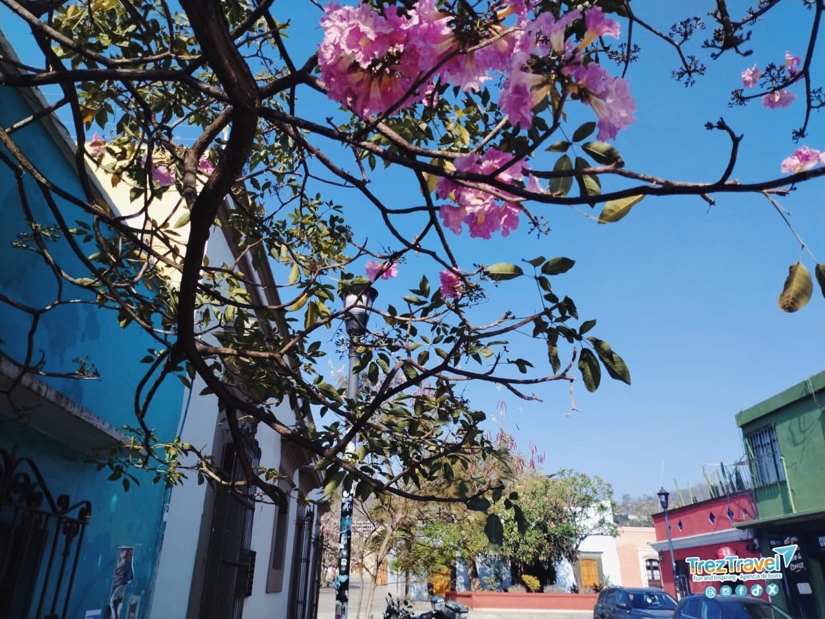 TrezTravel's tweet photo. Oaxaca y sus rinconcitos mágicos
En cada calle y en cada esquina de Oaxaca hay un detalle que enamora: colores, historia, aromas y momentos que invitan a detenerse y disfrutar. 
Ven y encuentra tu rincón favorito con Trez Travel.
#OaxacaMágico #RinconesDeMéxico #DescubreOaxaca https://t.co/P8gXoCaV22