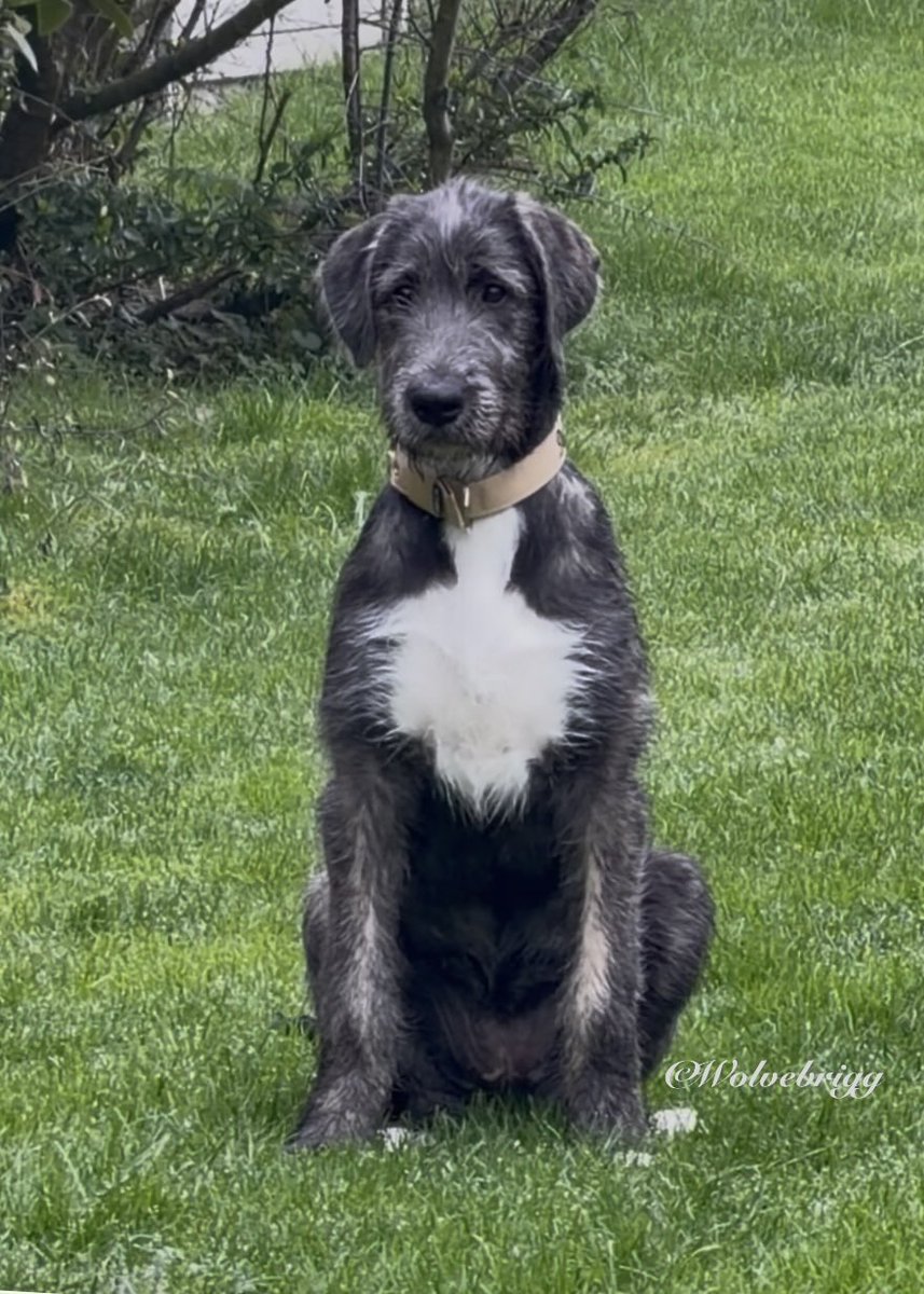 Wolvebrigg Irish Wolfhounds tweet media