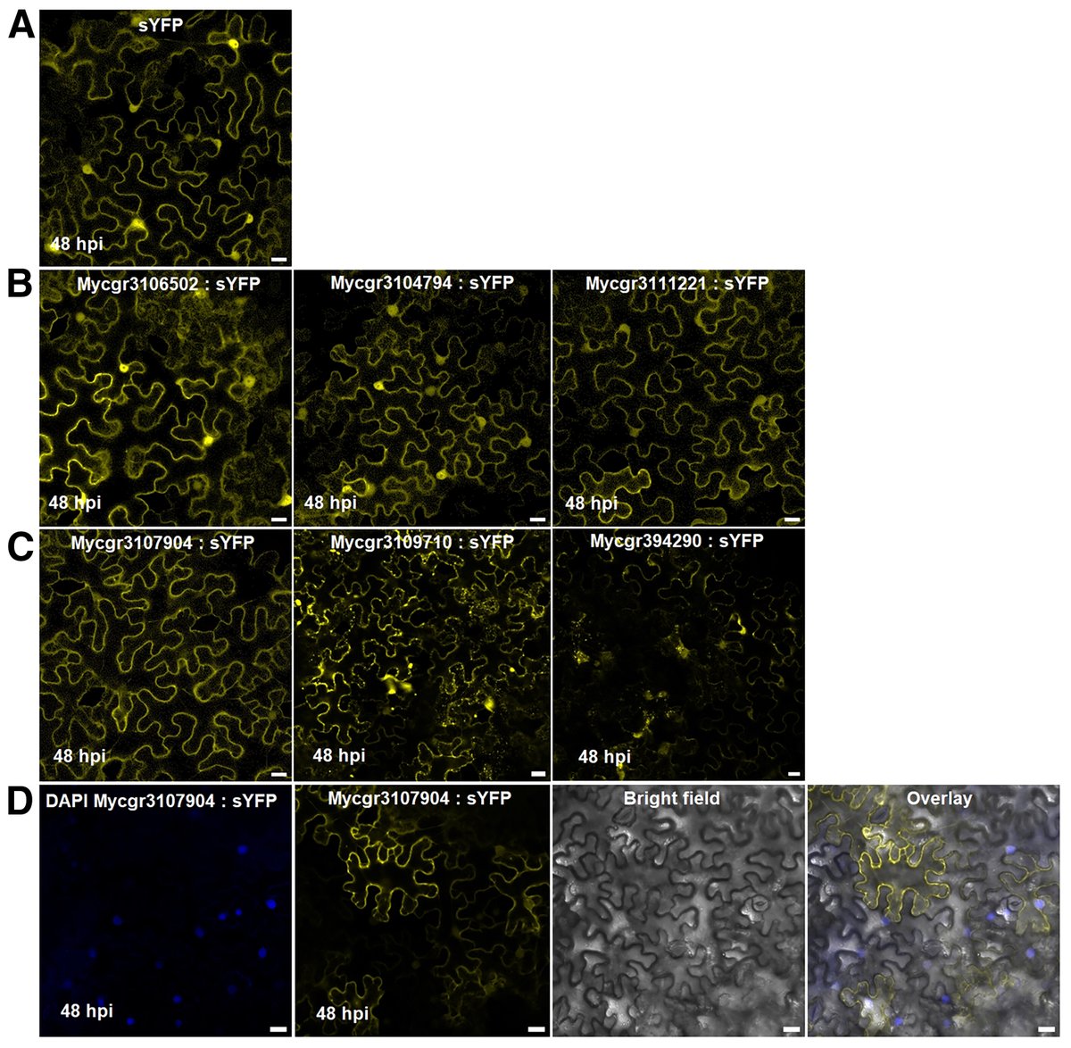 MPMIjournal's tweet photo. To investigate infection phase-specific gene expression in #Zymoseptoria tritici, @SandriGutierrez et al. analyzed gene expression during infection of susceptible and resistant wheat cultivars, as well as the nonhost species barley: https://t.co/xXFbVDs2qz https://t.co/q3sUyyLqxE