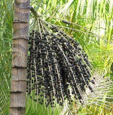 Este é o cacho de açaí da sorte passando na sua TL.