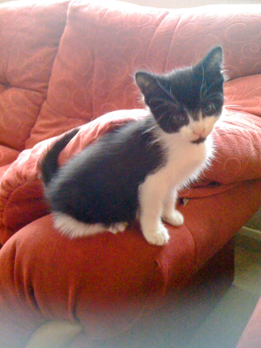 D.V. Catt tweet media