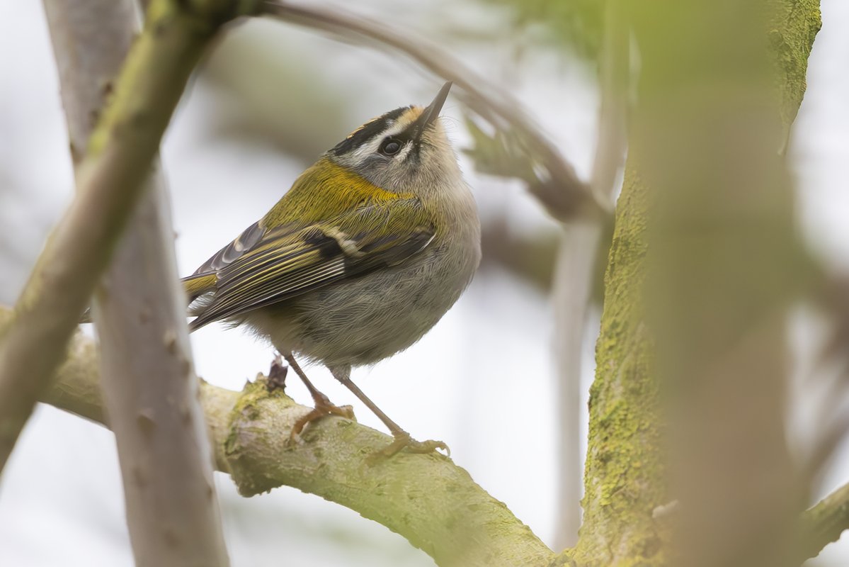 Will Bowell tweet media