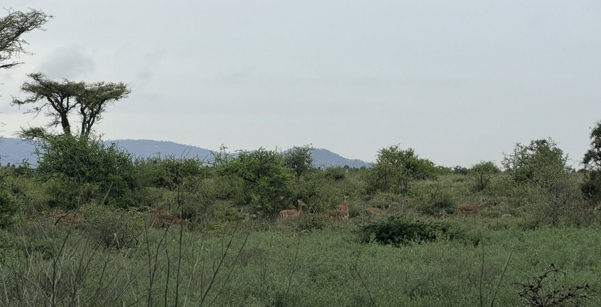 Imani Nsamila tweet media