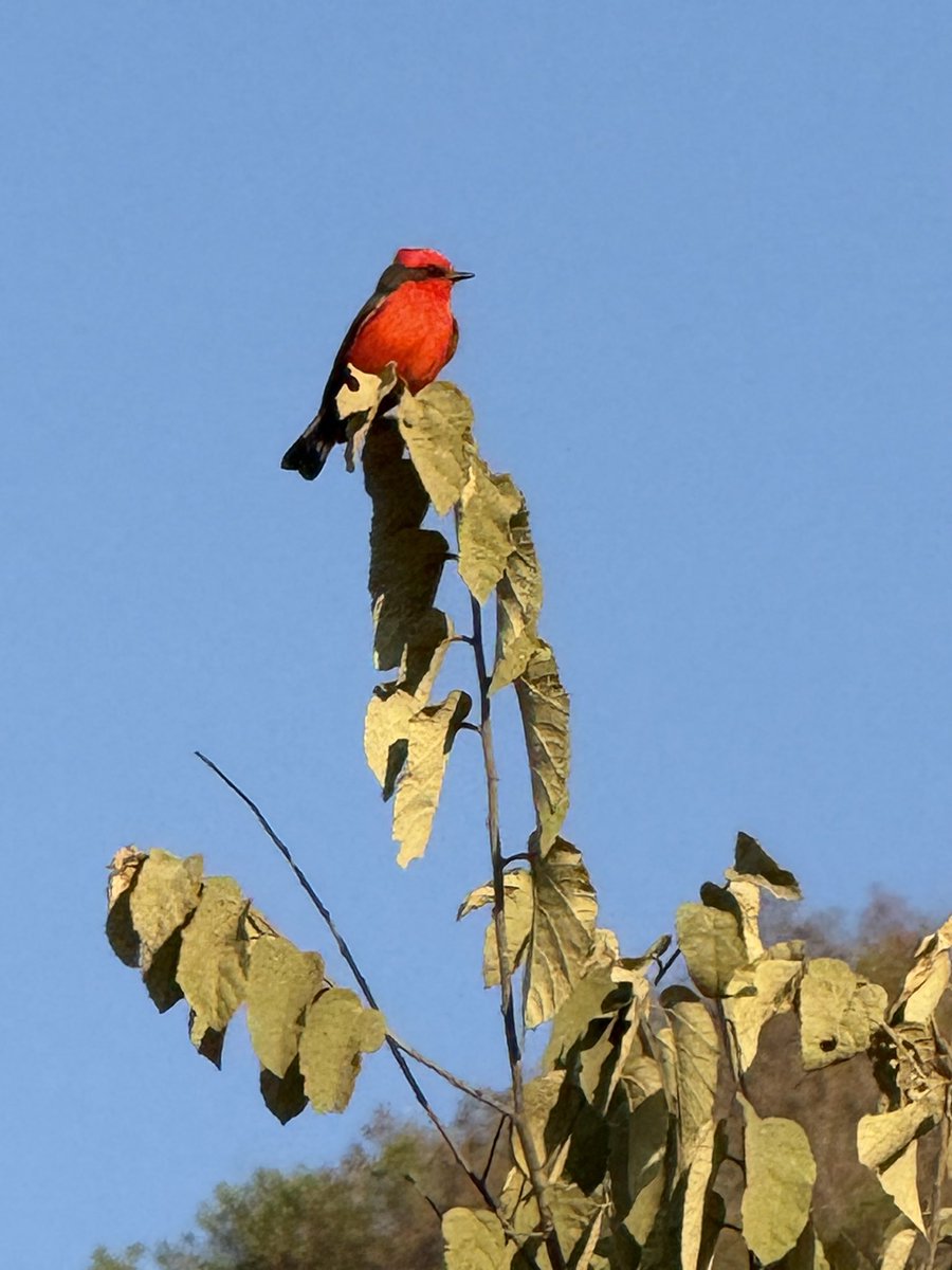 constanza lameiras tweet media