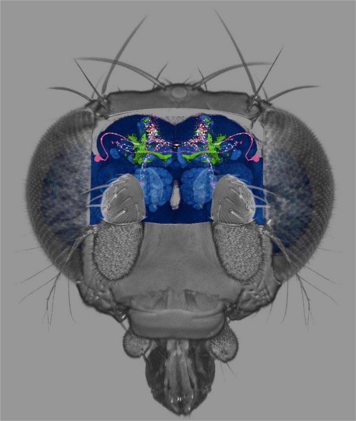 Indie 505 tweet media