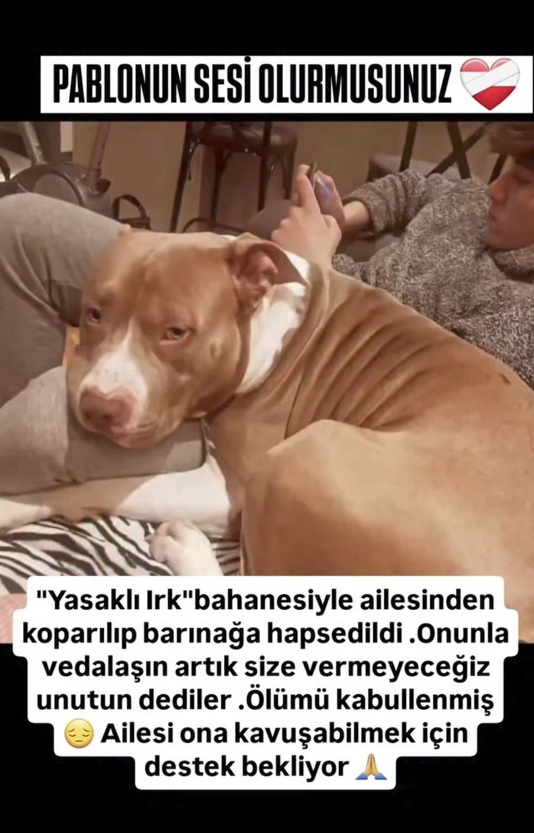 Srpulsy's tweet photo. 📌Gebze Belediyesinin özel mülkten usulsüzce aldığı Pablo adlı köpek için Cimer ve mail dilekçesi

Sayın ilgili 
Gebze belediyesinde tutulan Pablo isimli çipli sahipli köpek için yazıyorum.
Yasaklı ırk olarak kabul edildiği için öldürülmesi söz konusuymuş fakat bu işlem hukuka aykırı olur, şöyle ki bu köpekler veri tabanına kayıtli, çipli ve sahiplidir.
Hakkında herhangi bir ısırma buna bağlı kesinleşmiş bir mahkeme kararı yok, bu nedenle el koyma kararı da hukuka uygun değildir.
Kaldı ki belediyeye iletilen yazı da yer verildiği gibi ötenazi yani öldürme işlemi ırk temelli yapılamaz. Ayrıca otenazi maddesi yonetmeliğin 41. Maddesinde yer alıyor ve bu madde onlarca baro tarafından iptal istemi ile danistayda derdest bir davanın konusu.
Sahipli bir köpeğin el koyulup öldürülmesi, hayvanların mal kategorisinde de olmasi sebebiyle özel mülkiyet hakkının ihlalidir.

Lutfen bu yanlıştan dönülsün, sahipli bir köpeği bu şekilde öldürmek bir suçtur. Sahibine geri verilmesini talep ediyoruz.

Cimer’den ve aşağıdaki mail adreslerinden itirazımızı yapalım 🙏
@kocaelibld 
@KocaeliDKMP 

bolge1.dkmp@milliparklar.gov.tr

buyuksehir153@kocaeli.bel.tr

#PabloyuGeriVerin
