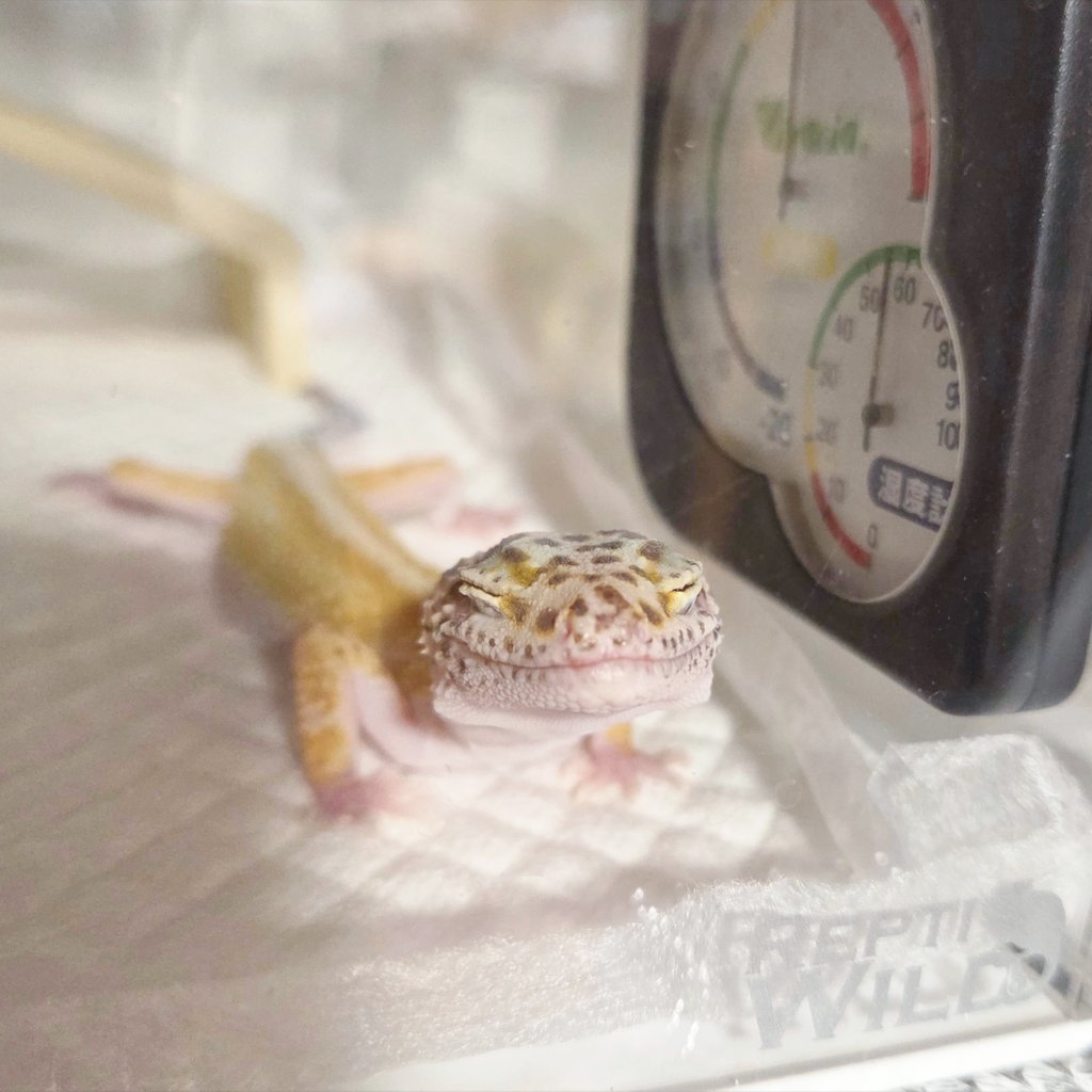 晴間近況。今日は久々に自分で全部脱皮して皮も食べて、目がちょっとの間開いた( .ˬ. )吐き戻さんでくれな