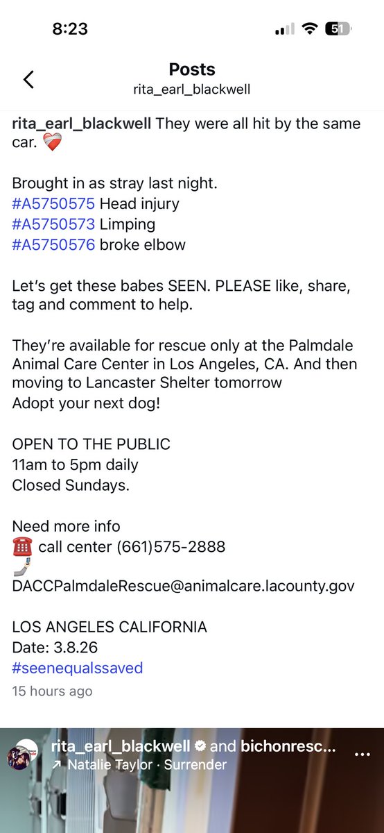 🆘🚨‼️Palmdale Shelter #california URGENT 3 Dogs hit by car 🆘‼️🚨🙏 I don’t have time to do the bells and whistles HELP NOW 🏥🏥🏥🏥🏥🏥🏥🏥🏥
  #REPOST #SHARE #ADOPT  ⬇️‼️🙏🐾
<a href="/Timber_MT/">TimberMT (Jen)</a> <a href="/FoxtrotSh1tUp/">WhiskeyTangoFoxtrot 🖤</a> <a href="/Iza_2021/">Iza S</a> <a href="/SabaMekaZeus/">Labigator Mom</a> <a href="/SueGillmeister/">Sue Gillmeister</a> <a href="/NMBewitched/">NMHP</a> <a href="/LilaFlw/">Lila</a> <a href="/CharBolen/">Char Bolen</a>