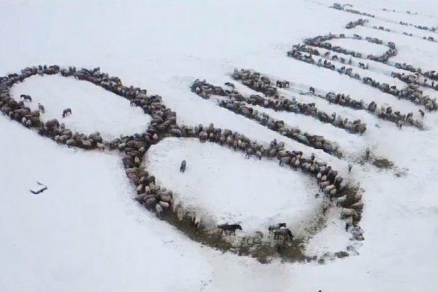 Фермер поздравил россиянок с 8 Марта огромной надписью из лошадей.

В Башкирии мужчина выложил сеном фразу «8 Марта», а затем загнал на поле табун — около тысячи лошадей. В хозяйстве фермера 1500 лошадей, так что сделать композицию было несложно.

Как вам такое поздравление?