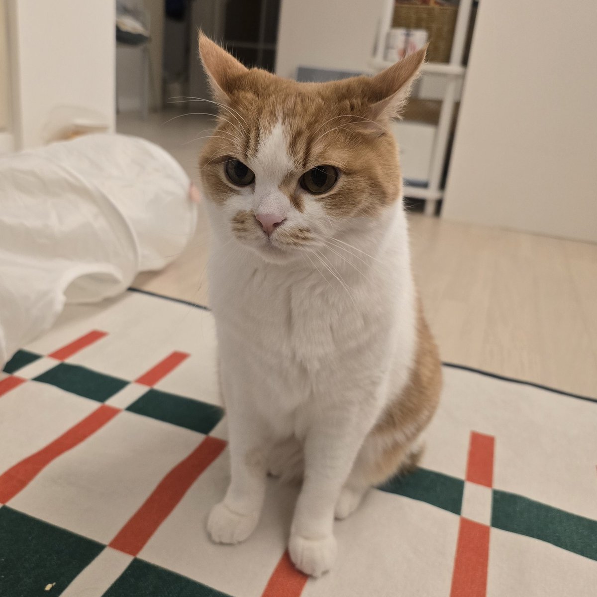 순대만 주세요 tweet media