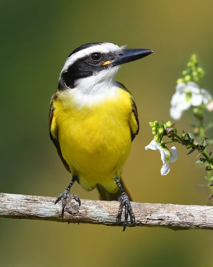 Viviane Fernandes ཐི༏ཋྀ tweet media