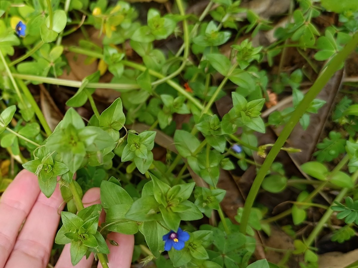 Kenza | ⴽⴻⵏⵣⴰ | كنزة tweet media