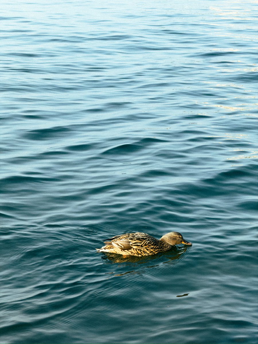 Harsh Punjabi tweet media