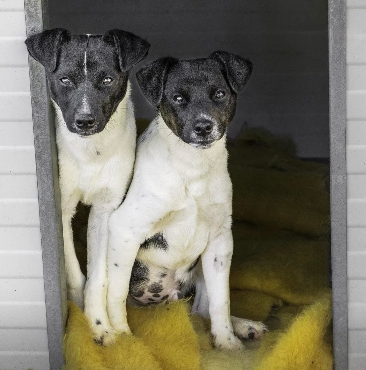 Snoopy and Woodstock are still looking for a home. 
They are just puppies and you may remember Snoopy had his back leg amputated. It’s not essential they go home together. 
They are bonded but they were completely ok when separated for Snoopys op. They are friendly, fun, good on
