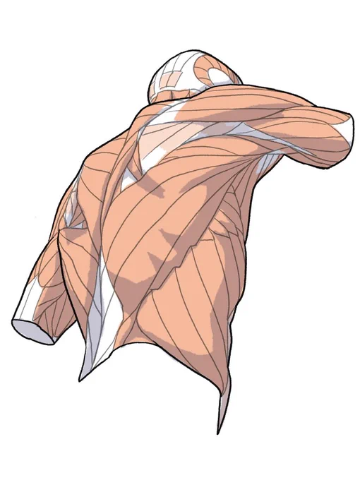 斜め後ろから見た脇